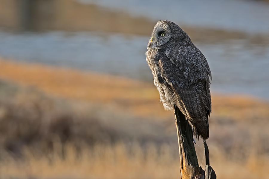 Great Gray Owl perched