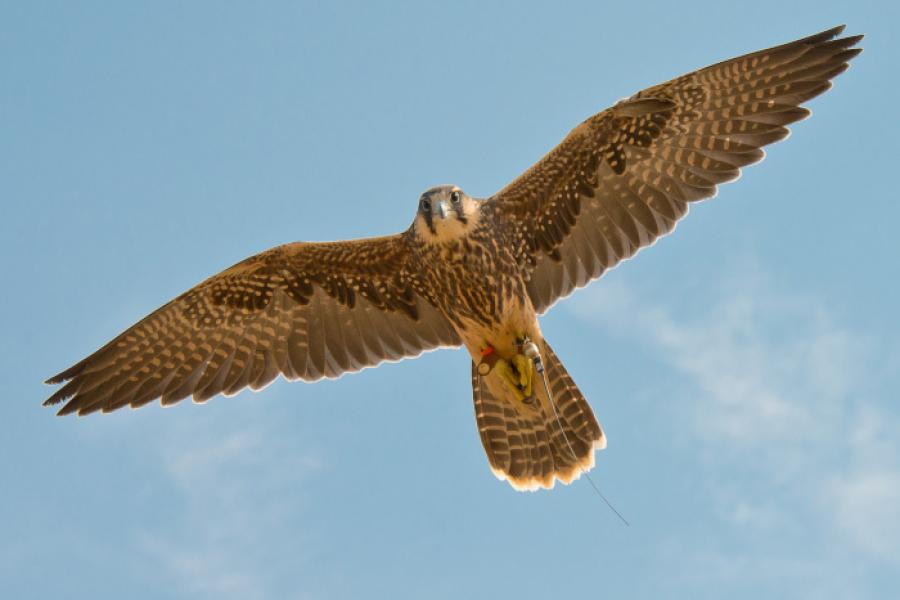 Lanner Falcon with wings spread flying overhead