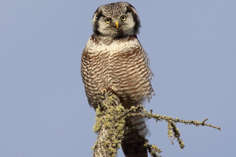Northern Hawk-Owl perched on branch