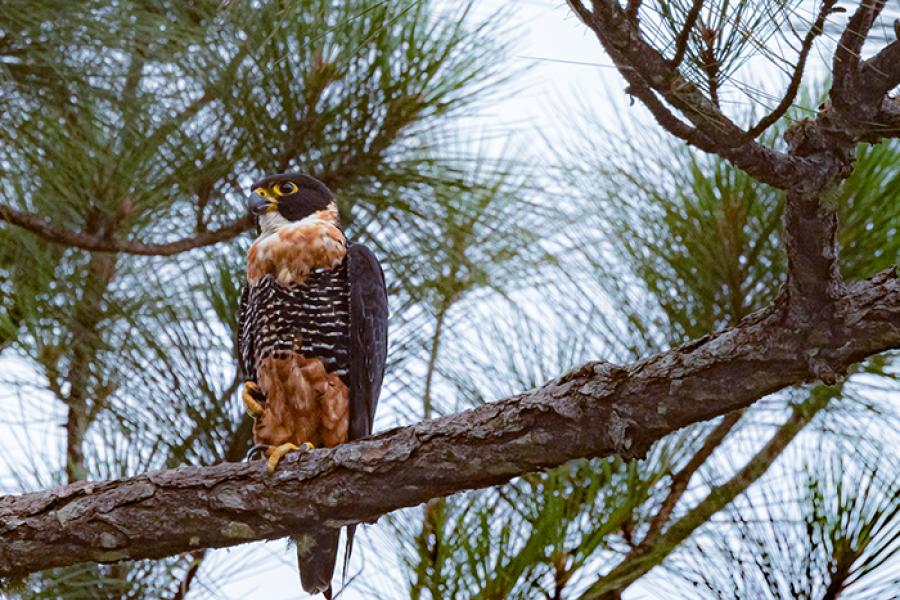 Orange breasted Falcon perched