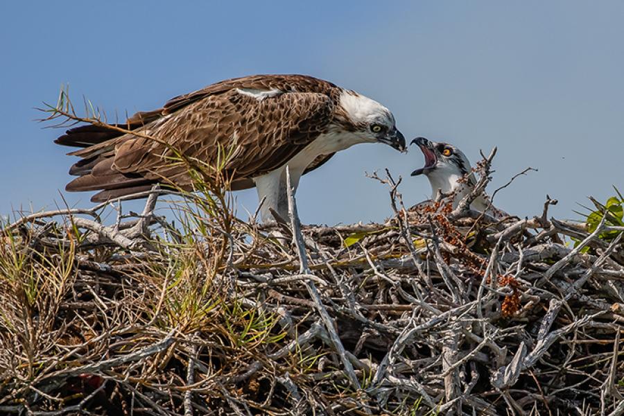 Osprey feeding chick