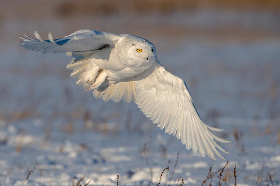 Snowy Owl flying