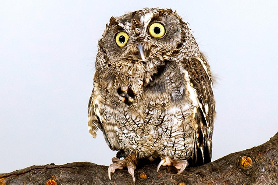 Western Screech Owl portrait