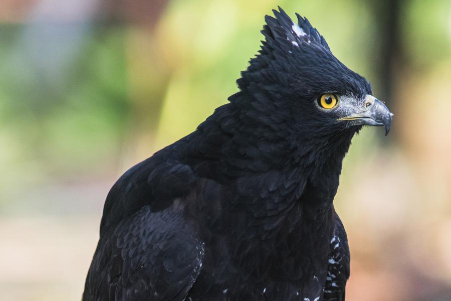 Black Hawk-eagles have black bodies, a small crest of feathers on their heads, and piercing yellow eyes