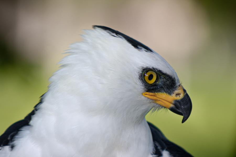 Black-and-white Hawk-eagle by Angel Muela