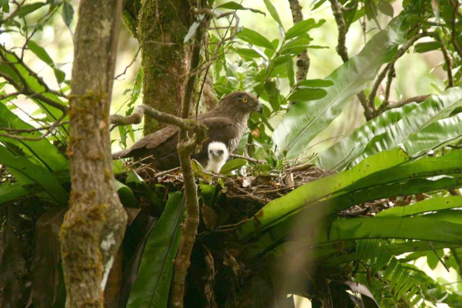 Madagascar Serpent Eagle on nest