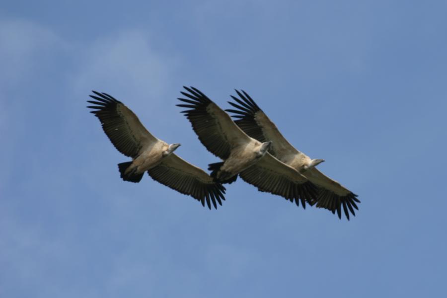 Cape Vultures Soaring