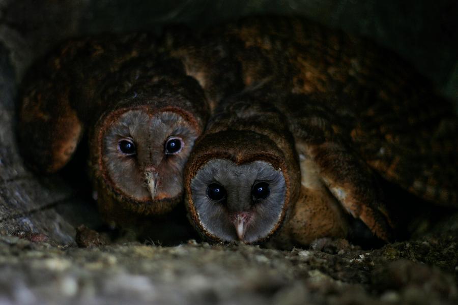 Ashy-faced Owl