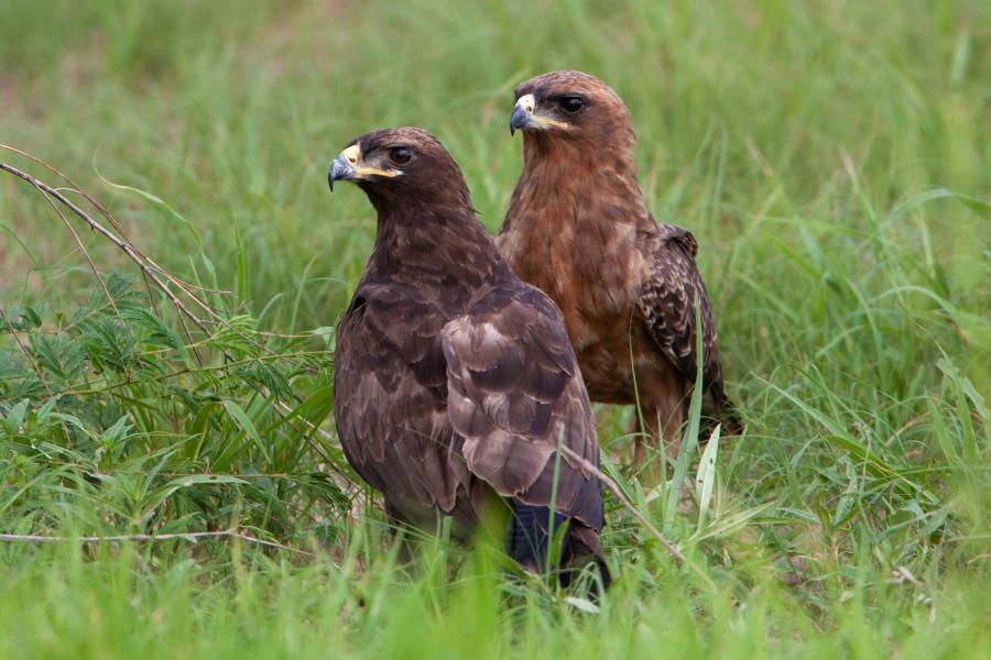 Two Wahlberg's Eagles perched in grass