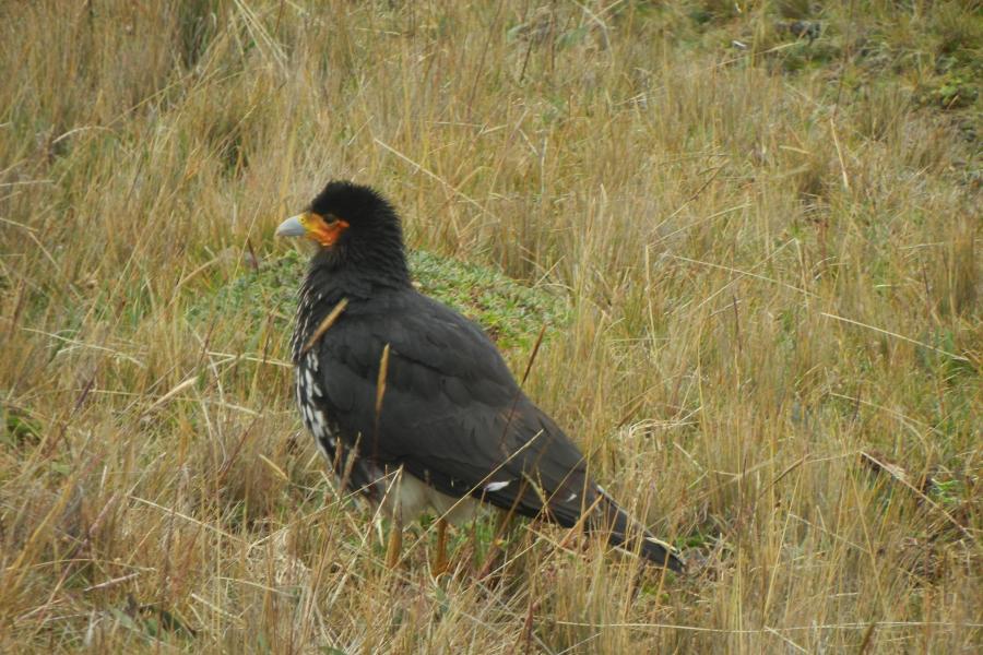 Carunculated Caracara perched on the ground