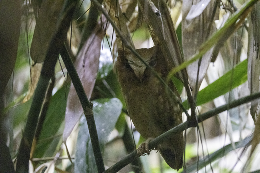 Serendib Scops Owl perched