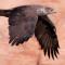 Bonelli's Eagle in flight