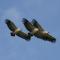Cape Vultures Soaring