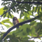 Chestnut-backed Owl perched in a tree