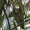 Serendib Scops Owl perched