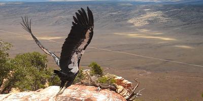 California Condor takes its first flight near Grand Canyon