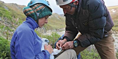 biologists band a Gyrfalcon nestling in Alaska