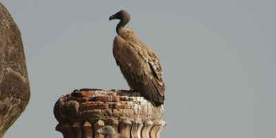 An Oriental White-backed Vulture perches atop a palace in India