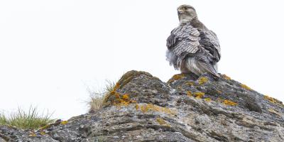 An adult Gyrfalcon perches on a rock in Alaska.