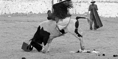 Andean Condor tied to cow as part of Yawar Fiesta