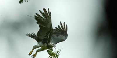 Harpy Eagle flies through the forest carrying a branch for its nest