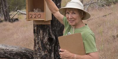 A citizen scientist checks a nest box for activity during breeding season