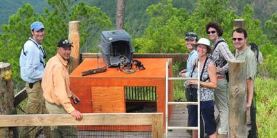 Biologists prepare to release captive-bred falcons from a hack tower in Belize