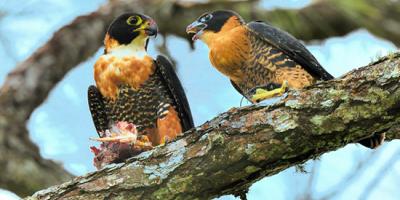 A pair of Orange-breasted Falcons with food