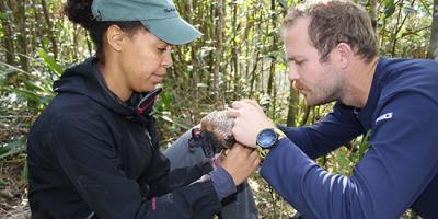 Biologists band a Puerto Rican Sharp-shinned Hawk