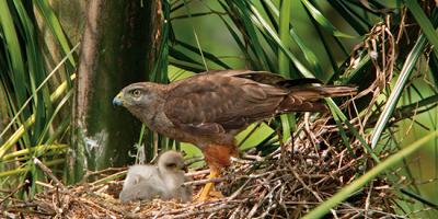 adult and nestling Ridgway's Hawks at nest