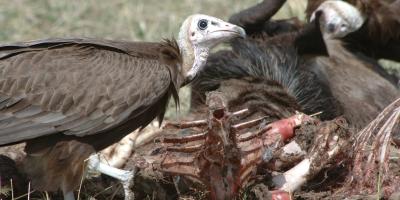 Hooded Vultures feed at a carcass