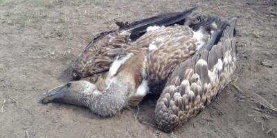 A Critically Endangered White-backed Vulture is dead on the ground after a poisoning incident
