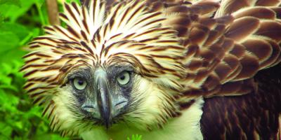 Philippine Eagle portrait