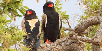 Africa Program Raptor Species | The Peregrine Fund