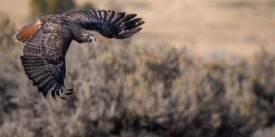 A hawk soars through the air with sage brush underneath