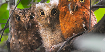 Three Sokoke Scops Owls perch side by side on a branch