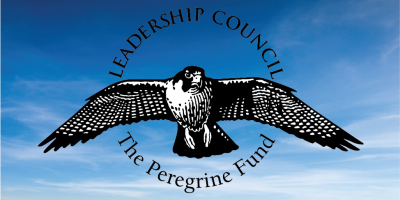 Logo with Peregrine Falcon in flight with sky background