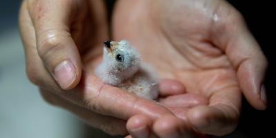Nestling Puerto Rican Sharp-shinned Hawk in hand