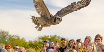 Oliver the Milky Eagle-owl flying over an adoring audience as he is determined to reach the next pillar